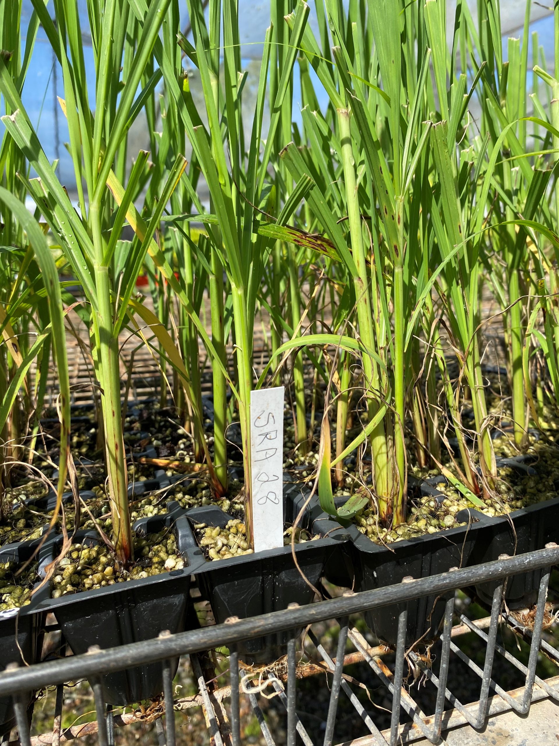 orange lake nursery tissue culture        
        <figure class=