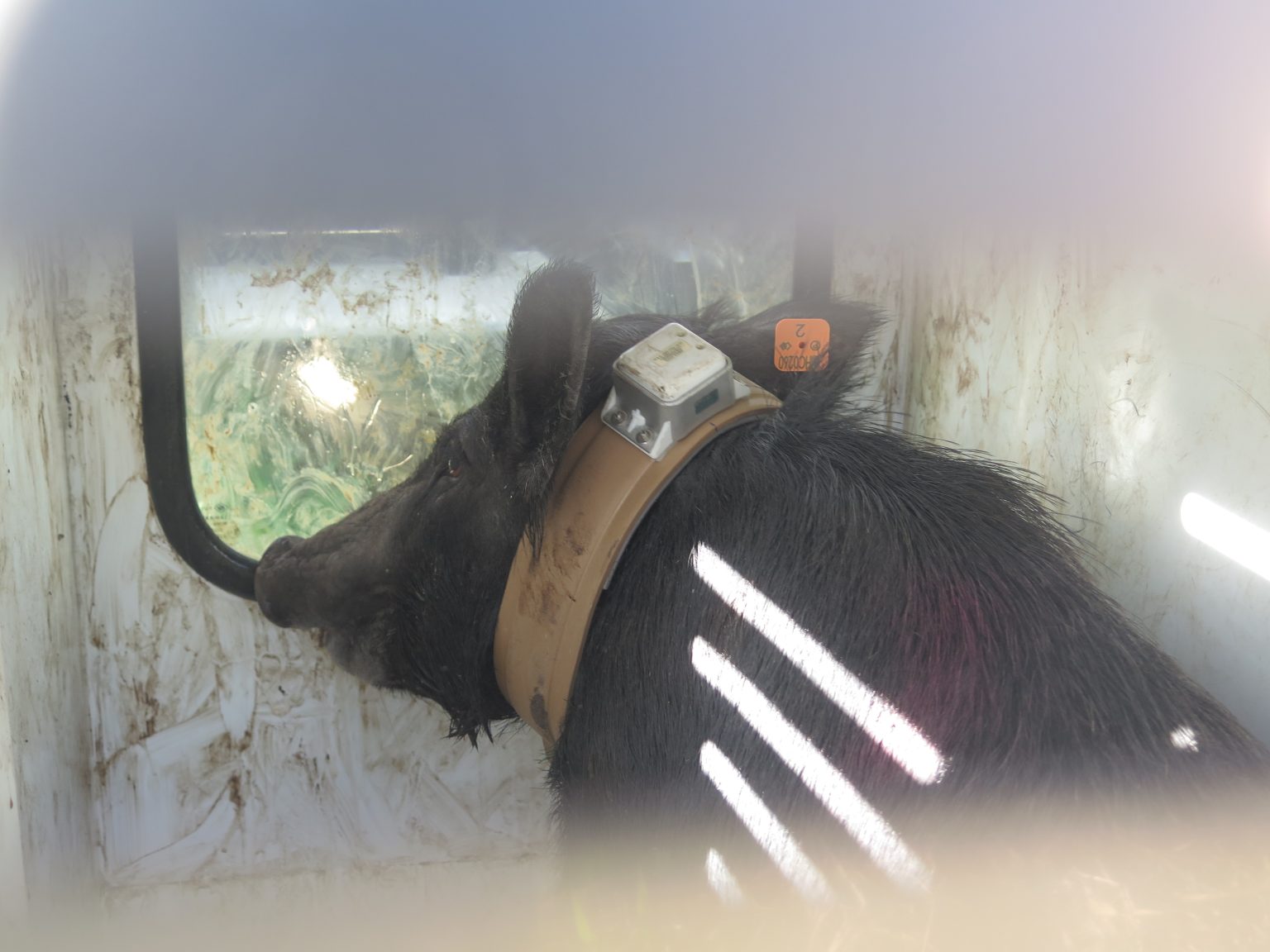 Project Squealer™ UPDATE Use of GPS/Radio tracking collars and “Judas